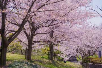 葛西臨海公園の満開の桜
