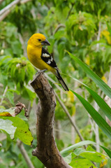 Yellow finch perched atop a tropical branch.