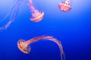 Jellyfish © Marcos