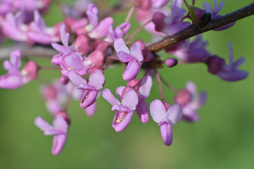 Fototapeta na wymiar Spring blooming flowers on a tree.