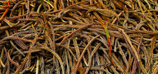 Cook Island Pines Needles (araucaria heterophylla) Covering the Ground on The Koloiki Ridge Trail, Lanai, Hawaii, USA