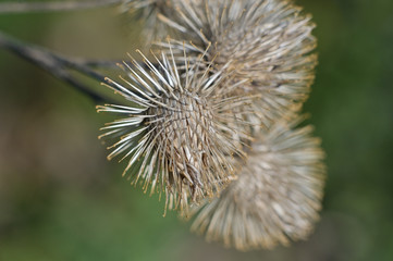 dry spines