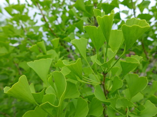 Gingko Biloba Tree