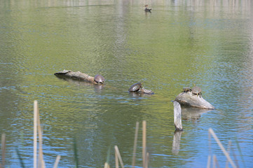 Turtle driftwood in the pond