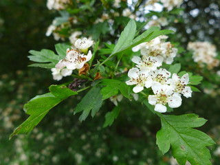 Washington Hawthorn Tree