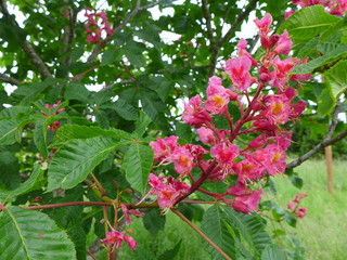 Red Horse Chestnut Tree in bloom