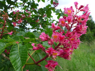 Red Horse Chestnut Tree in bloom