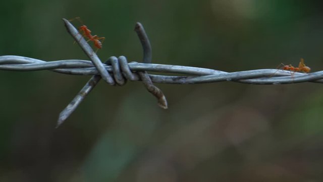 Footage 4K: Close up of red ant colony is walking in rows on rusty barbed wire