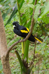 Fototapeta premium Black tropical bird with funky hairdo sits on a branch.