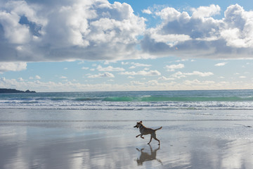 Monterey Bay Beach