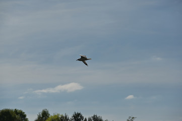 Seagull in flight
