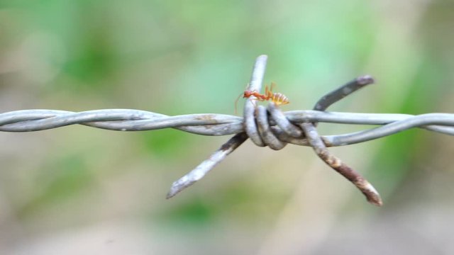 Footage 4K: Close up of red ant colony is walking in rows on rusty barbed wire