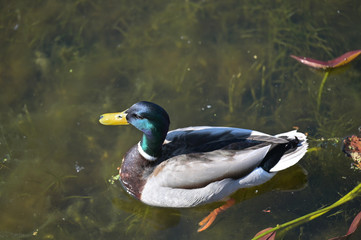 mallard duck