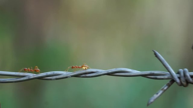 Footage 4K: Close up of red ant colony is walking in rows on rusty barbed wire