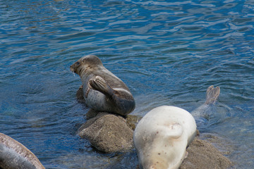 Fototapeta premium Monterey California Sea Lions