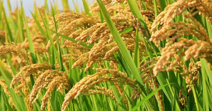 Ripe rice in the countryside farm,autumn harvest season.the ear of rice sways in the wind.
