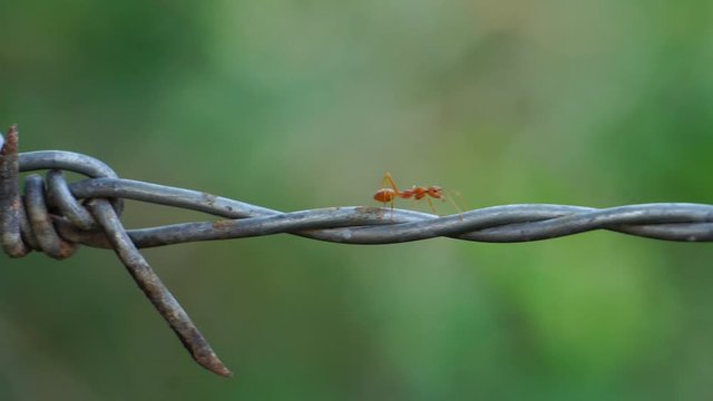 Footage 4K: Close up of red ant colony is walking in rows on rusty barbed wire