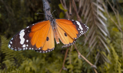 butterfly on the grass