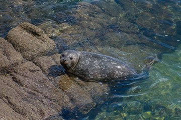 Monterey California Sea Lions