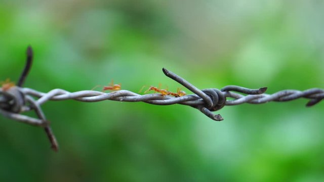 Footage 4K: Close up of red ant colony is walking in rows on rusty barbed wire