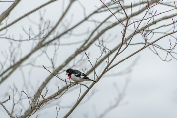 Male Rose Breasted Grosbeak perched on a branch landscape
