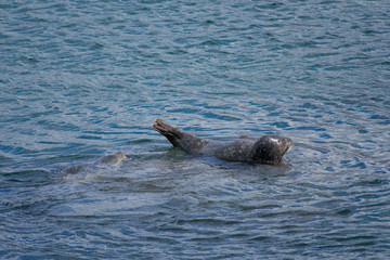 Obraz premium Monterey California Sea Lions