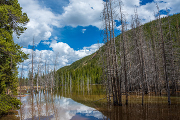 beaver pond © logan