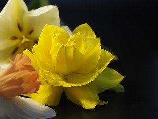 Double Yellow Daffodil with a Tulip and Another Daffodil Black Background