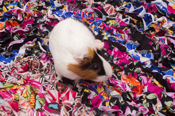 Cute guinea pig on a multicolored rug.