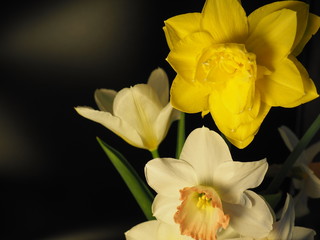 Daffodils and a Tulip on Black Background