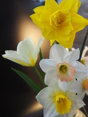 Mixed Daffodils in Vase Studio Shot with Mood Lighting and Black Background