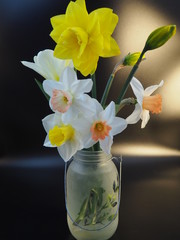 Mixed Daffodils in Vase Studio Shot with Mood Lighting and Black Background