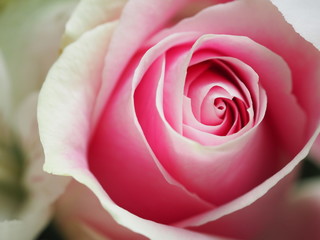 Light Pink Rose Bud Close Up