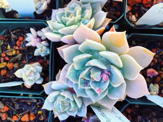 colorful succulent in garden 