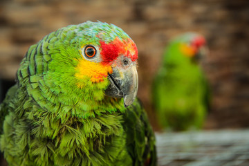 the yellow green and red of nature