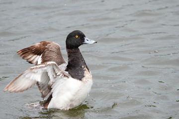 greater scaup is in water