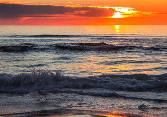 Fototapeta na wymiar sunset over the sea, sky, ocean, beach, water, sun, orange, waves, bird, splash, color