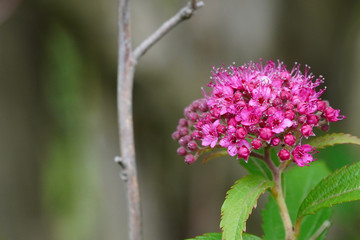 flower of a flower of a lilac