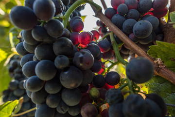 Pinot noir - spätburgunder