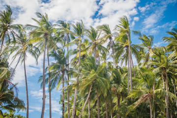 Naklejka na ściany i meble palm trees on a blue sky