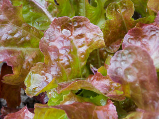 Healthy Leaf Lettuce Closeup Background
