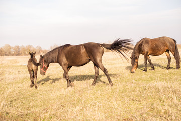 Obraz na płótnie Canvas Horses in a field, landscape