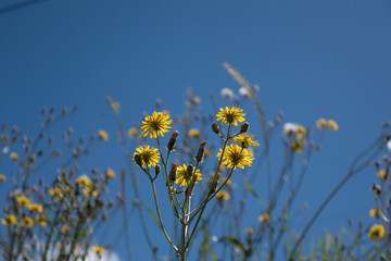 yellow flowers on sky background