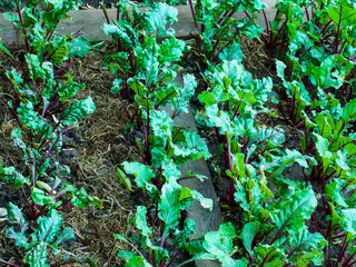 Healthy Beet Plant Growing Background