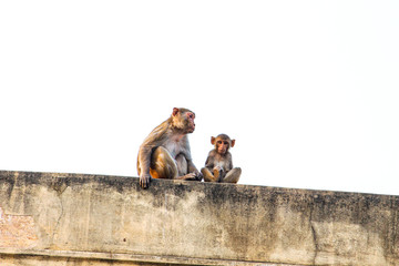 monkey sitting in old city