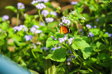 Butterflies are insects in the macrolepidopteran clade Rhopalocera from the order Lepidoptera, which also includes moths.