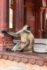 monkey sitting in old city
