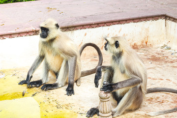monkey sitting in old city