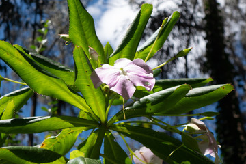 Obraz premium pink and blue