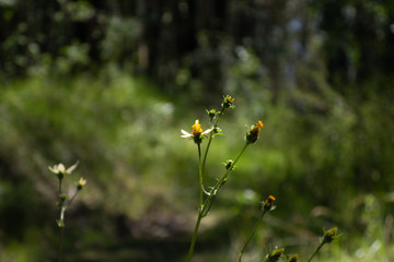 flowers in the field